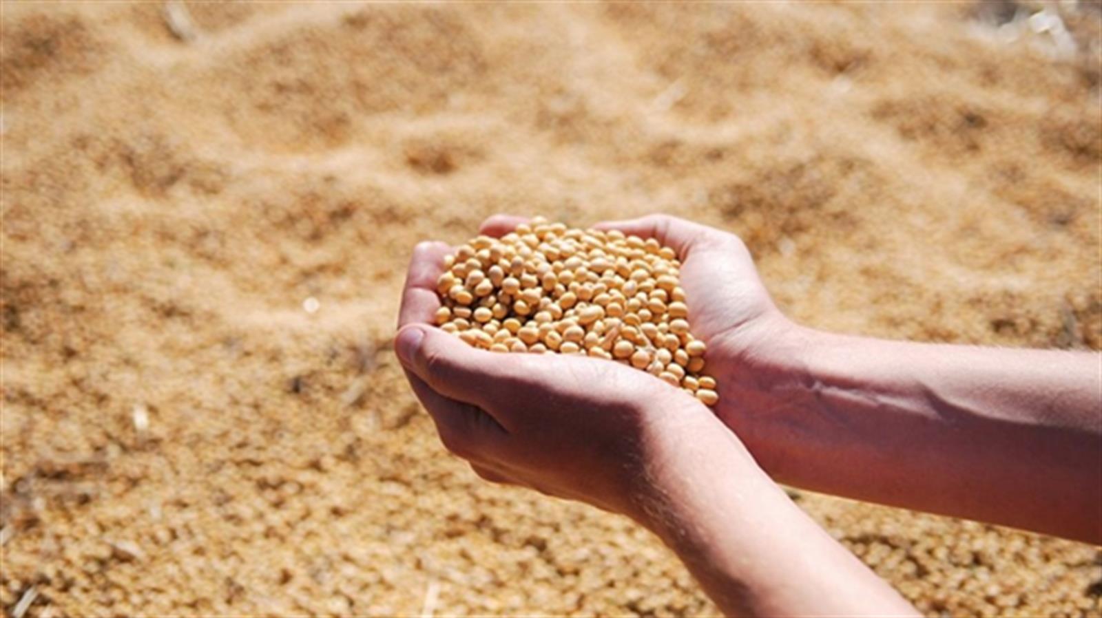 趁美國大豆本周價格急跌 中國購買4個半月來最大一批