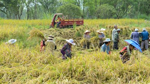 內地能源危機  恐令糧食價格急劇上升