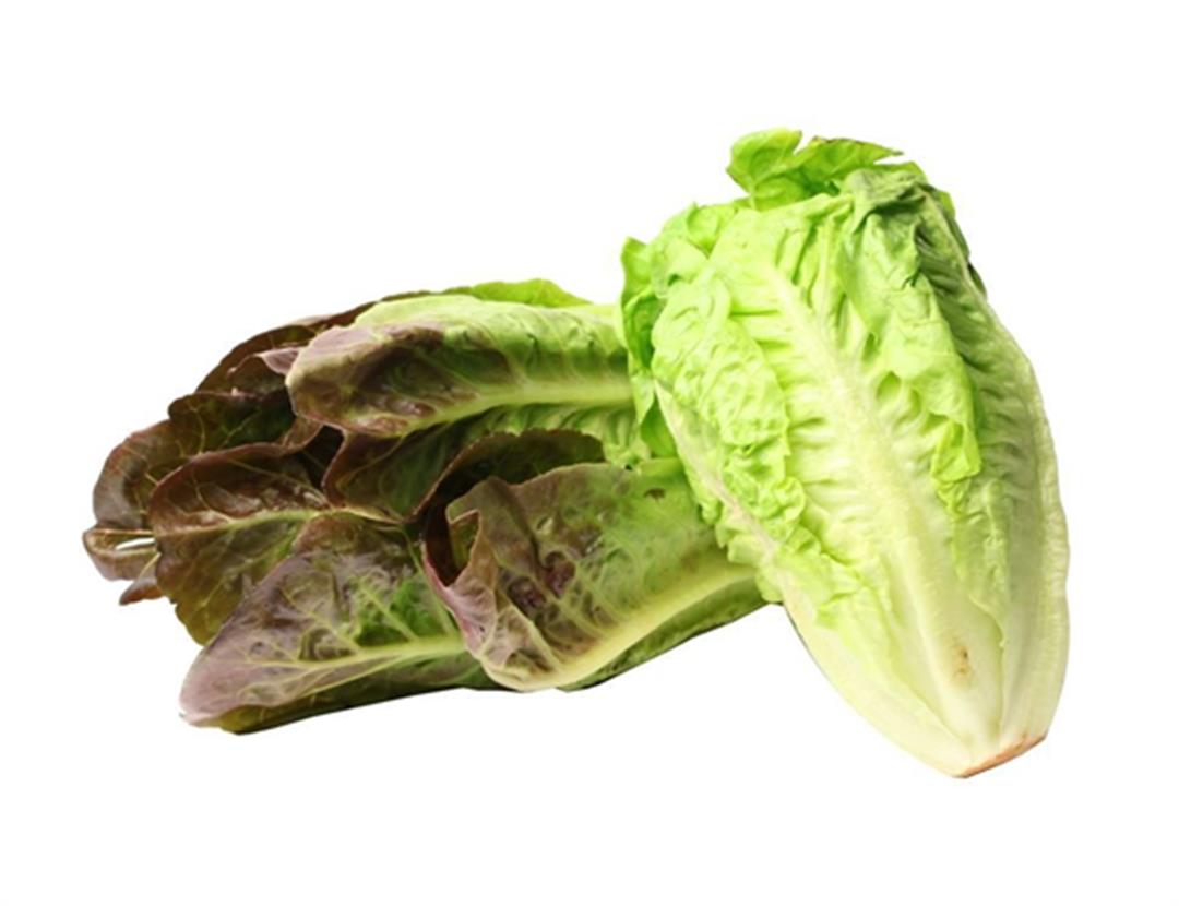 羅馬生菜