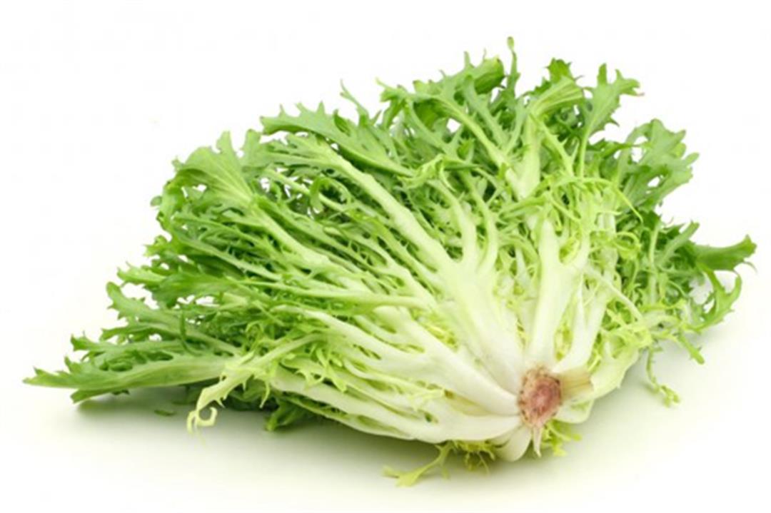 菊苣