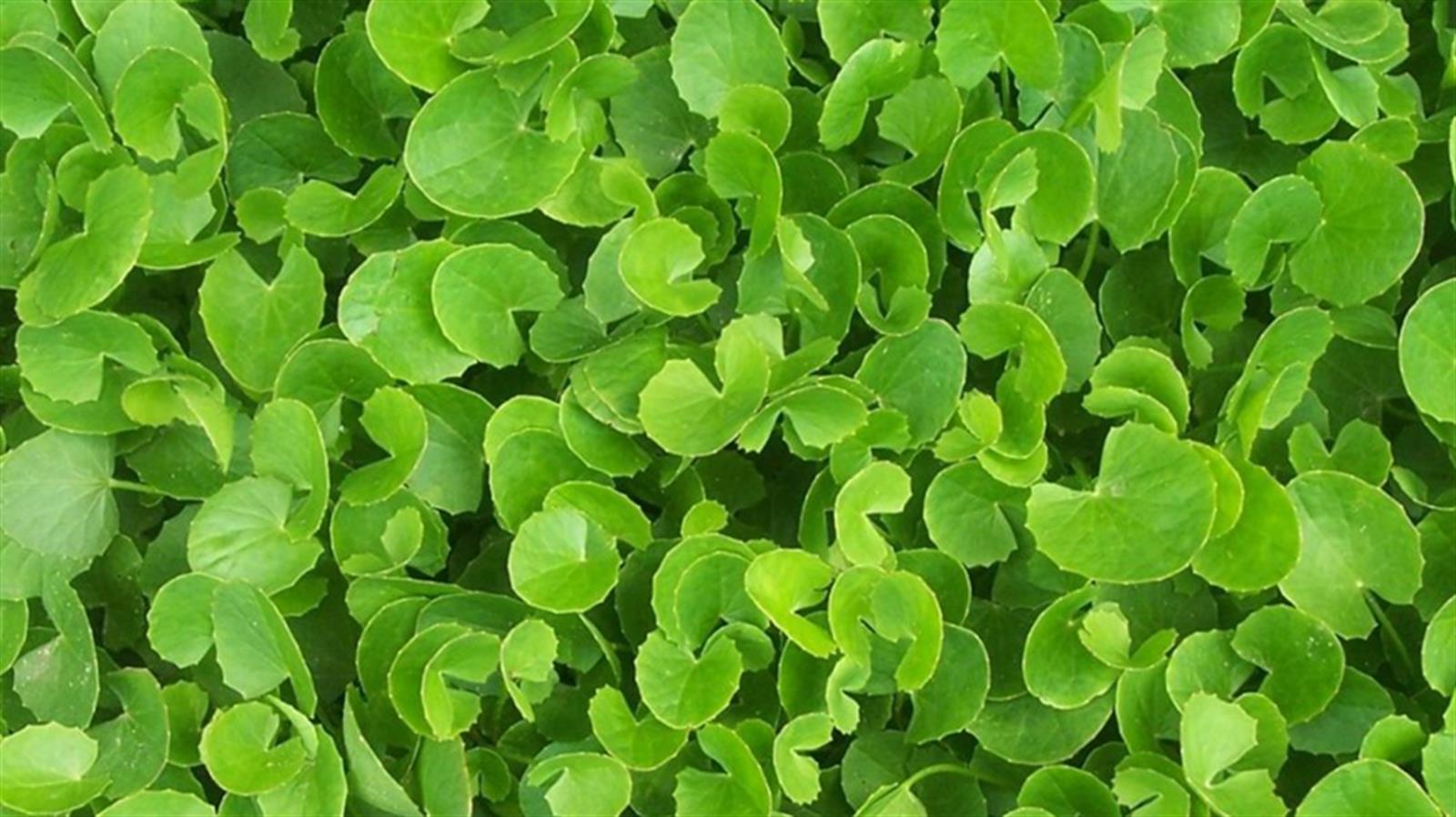 崩大碗又名雷公根 8大健康功效益處 (含使用禁忌和風險)
